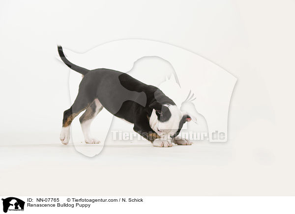 Renascence Bulldog Puppy / NN-07765