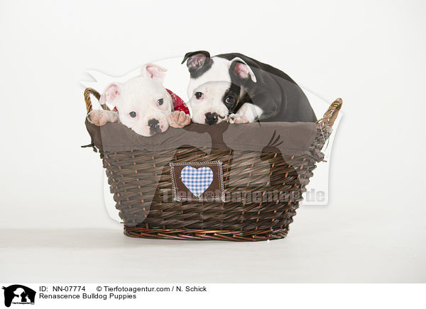 Renascence Bulldog Puppies / NN-07774