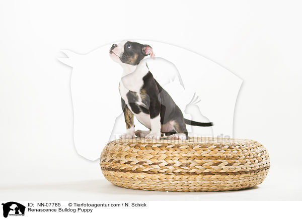 Renascence Bulldog Puppy / NN-07785