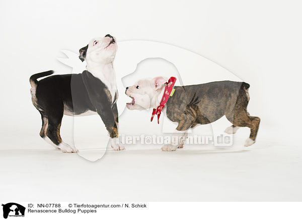 Renascence Bulldog Puppies / NN-07788