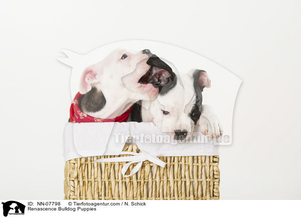 Renascence Bulldog Puppies / NN-07798