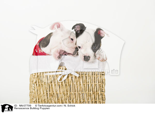 Renascence Bulldog Puppies / NN-07799