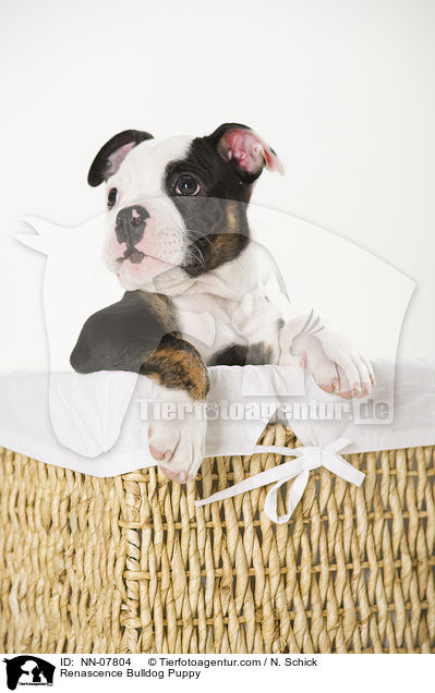 Renascence Bulldog Puppy / NN-07804