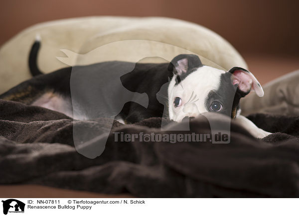 Renascence Bulldog Puppy / NN-07811