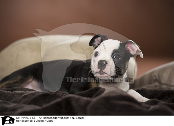Renascence Bulldog Puppy / NN-07812