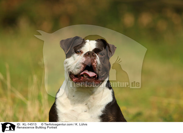 Renascence Bulldog Portrait / KL-14513