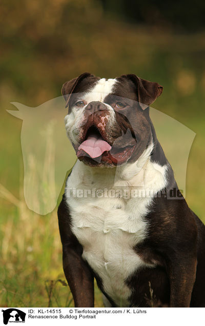 Renascence Bulldog Portrait / KL-14515