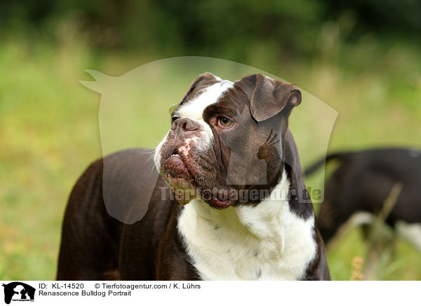 Renascence Bulldog Portrait / KL-14520