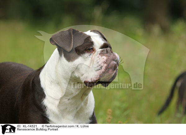 Renascence Bulldog Portrait / KL-14521