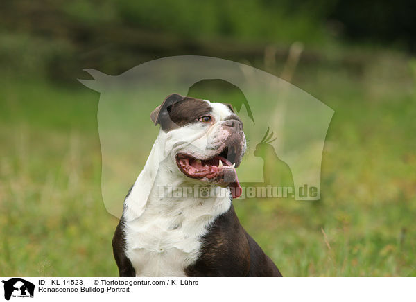 Renascence Bulldog Portrait / KL-14523