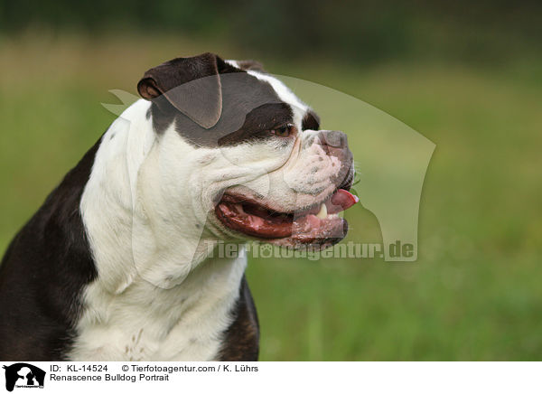 Renascence Bulldog Portrait / KL-14524