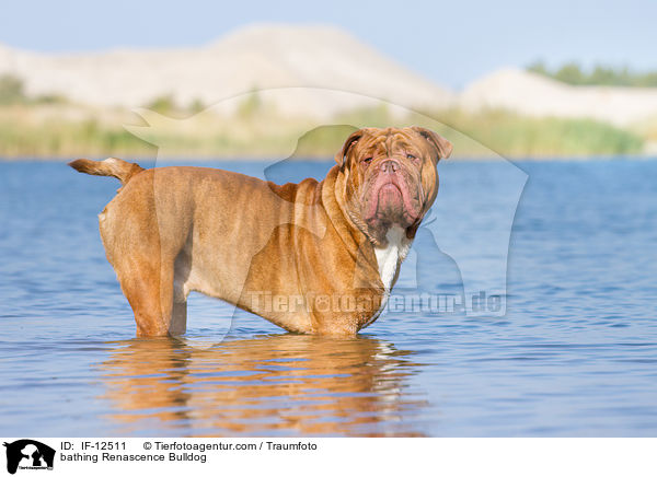 bathing Renascence Bulldog / IF-12511