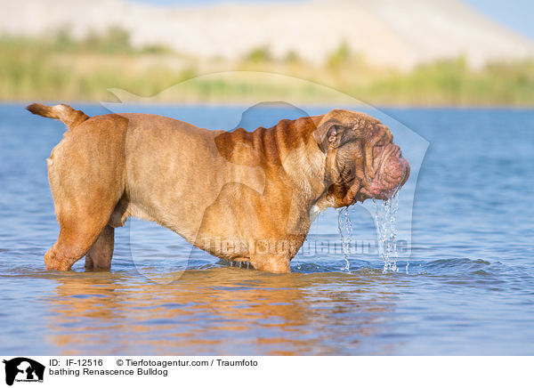 bathing Renascence Bulldog / IF-12516