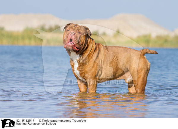 bathing Renascence Bulldog / IF-12517