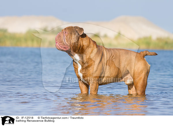 bathing Renascence Bulldog / IF-12518