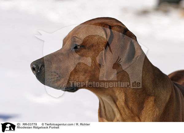 Rhodesian Ridgeback Portrait / RR-03778