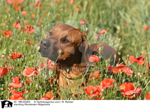 stehender Rhodesian Ridgeback / RR-05065