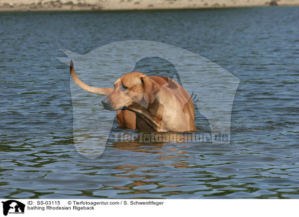 bathing Rhodesian Rigeback / SS-03115