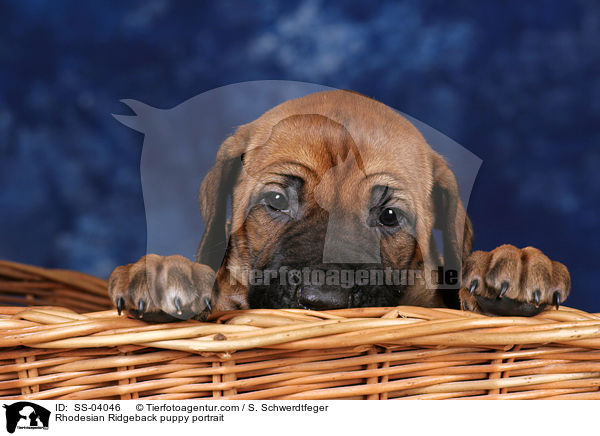 Rhodesian Ridgeback puppy portrait / SS-04046