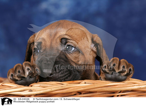 Rhodesian Ridgeback puppy portrait / SS-04048