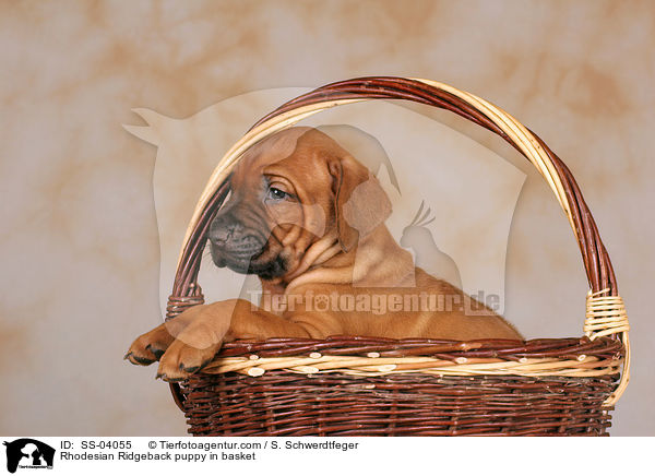 Rhodesian Ridgeback puppy in basket / SS-04055