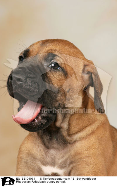 Rhodesian Ridgeback puppy portrait / SS-04061