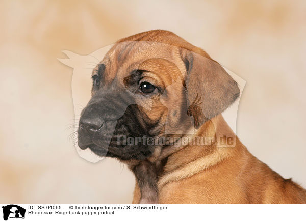 Rhodesian Ridgeback puppy portrait / SS-04065