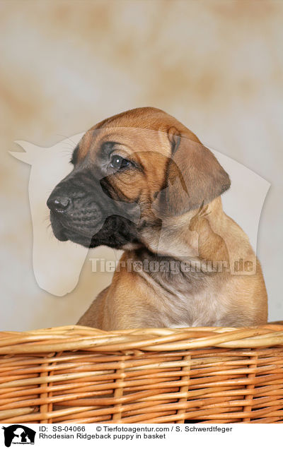 Rhodesian Ridgeback puppy in basket / SS-04066