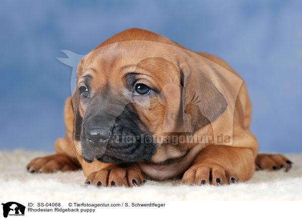 Rhodesian Ridgeback puppy / SS-04068