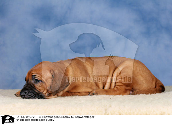 Rhodesian Ridgeback puppy / SS-04072