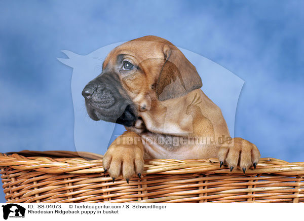 Rhodesian Ridgeback puppy in basket / SS-04073