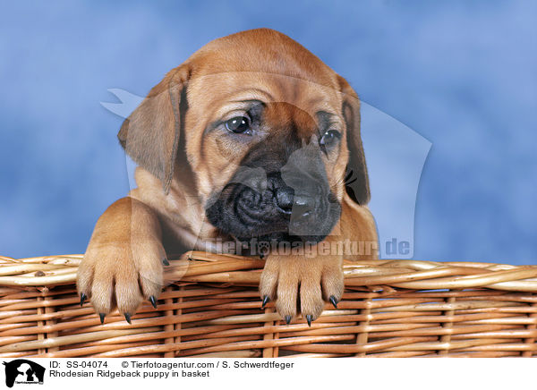 Rhodesian Ridgeback puppy in basket / SS-04074