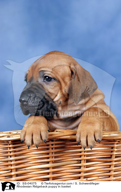 Rhodesian Ridgeback puppy in basket / SS-04075