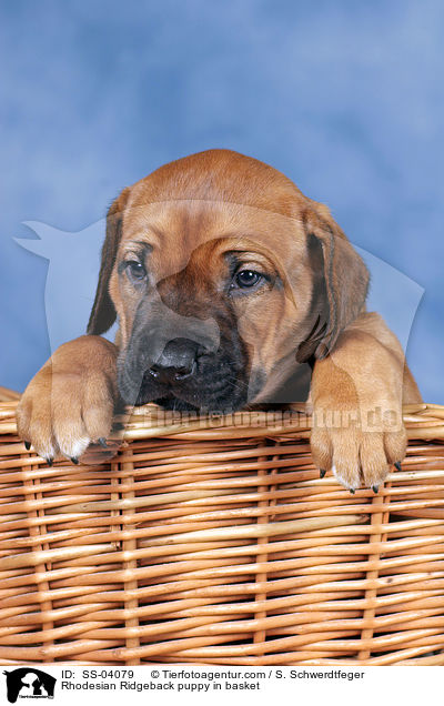 Rhodesian Ridgeback puppy in basket / SS-04079