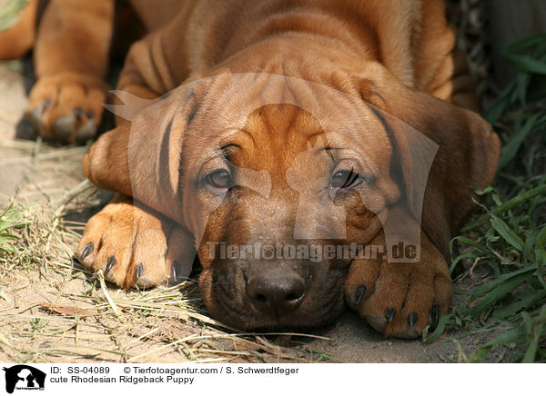 cute Rhodesian Ridgeback Puppy / SS-04089