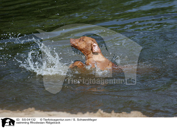 swimming Rhodesian Ridgeback / SS-04132