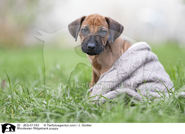 Rhodesian Ridgeback puppy / JEG-01183