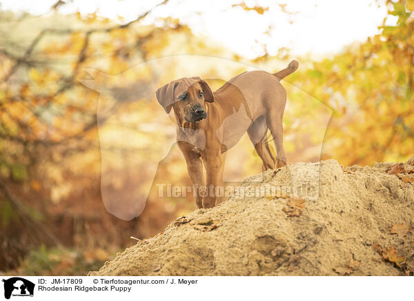 Rhodesian Ridgeback Welpe / Rhodesian Ridgeback Puppy / JM-17809