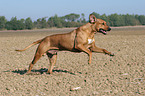 running Rhodesian Ridgeback