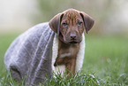 Rhodesian Ridgeback puppy