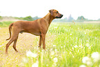 adult Rhodesian Ridgeback