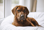 Rhodesian Ridgeback