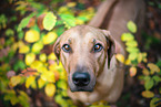 Rhodesian Ridgeback in fall