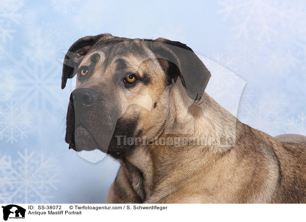 Romaner Antikdogge Portrait / Antique Mastiff Portrait / SS-38072