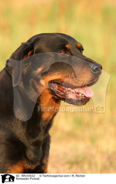 Rottweiler Portrait / RR-00522
