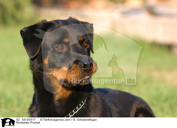 Rottweiler Portrait / SS-00317