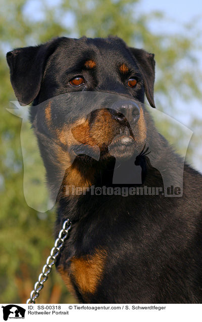 Rottweiler Portrait / SS-00318