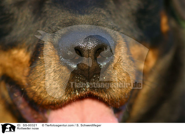 Rottweiler Nase / Rottweiler nose / SS-00321