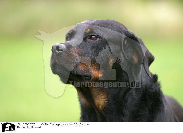 Rottweiler Portrait / RR-00771