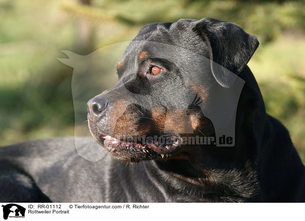 Rottweiler Portrait / RR-01112
